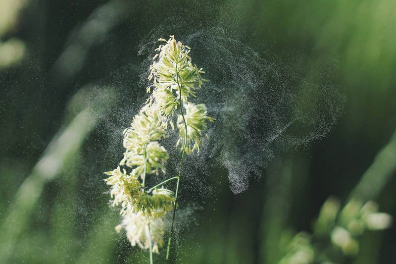 Flowers spreading pollen.